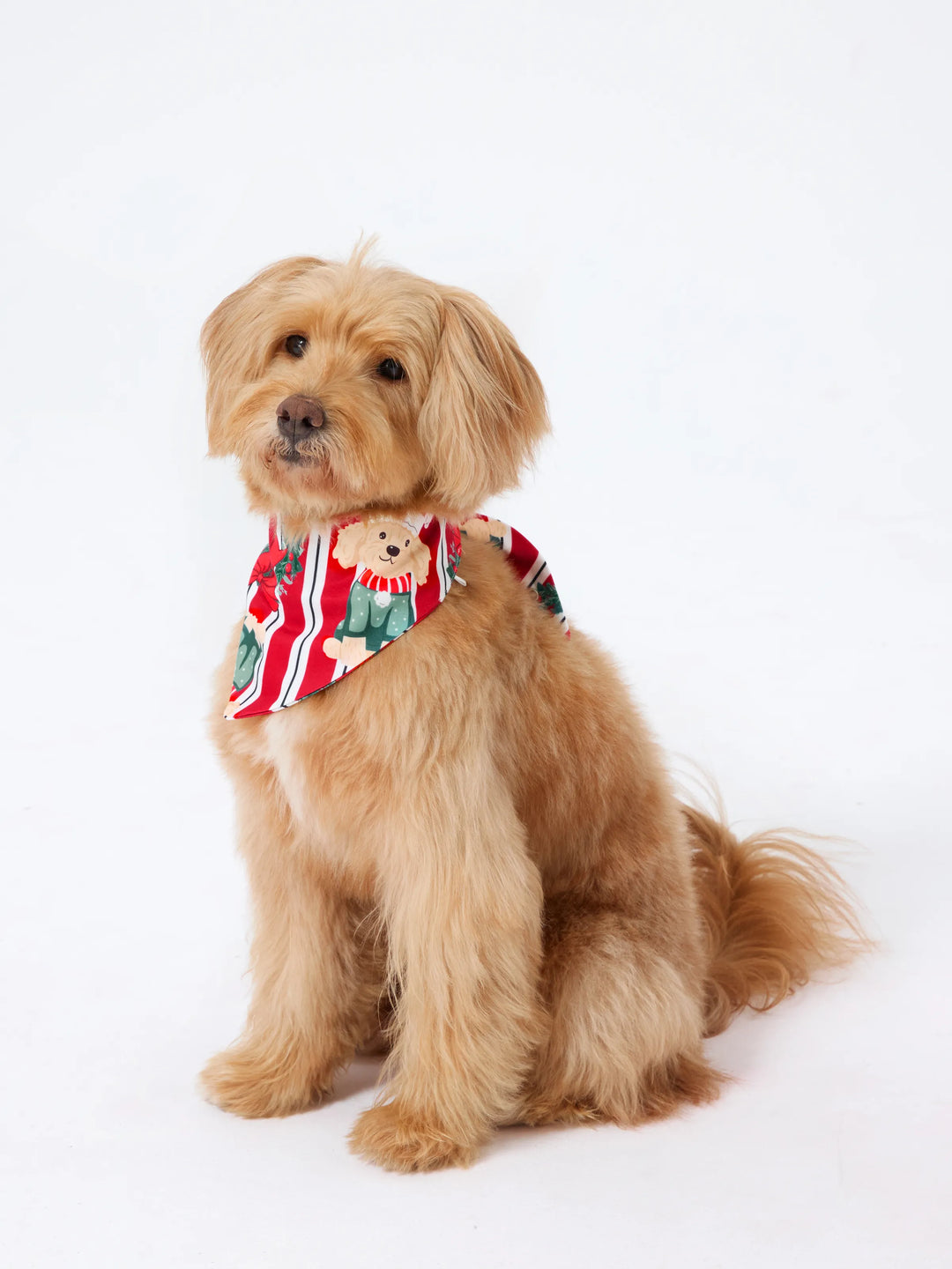 Weihnachten Passendes Familienpyjama-Set Weihnachten Doggy Print Rot Pyjama mit Weihnachtssocken rot